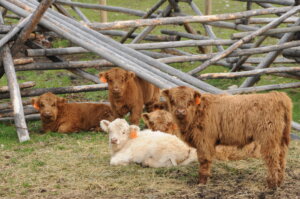 2013 calves