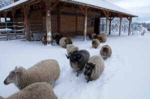 2CE15ED7-21E5-4EE4-B4E1-966ABCDF0CED_1_105_c